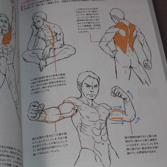 How To Draw Muscles The Basics